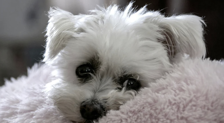 Malteser Welpe liegt entspannt auf rosa Decke und schaut ruhig