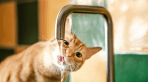 katze trinkt nicht, nur aus laufenden Wasserhahn
