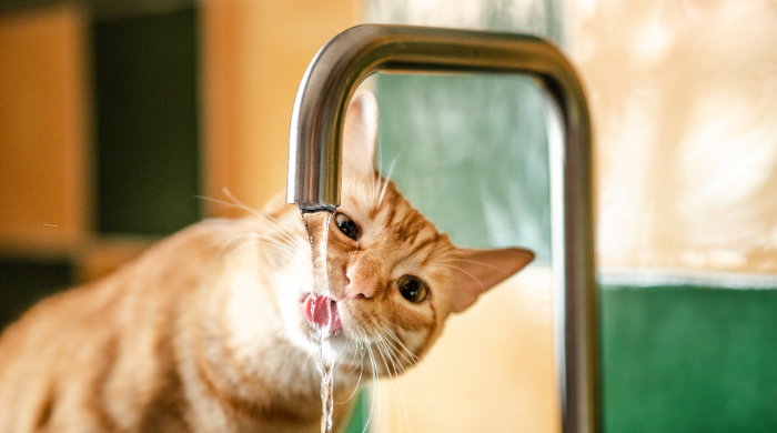 katze trinkt nicht, nur aus laufenden Wasserhahn