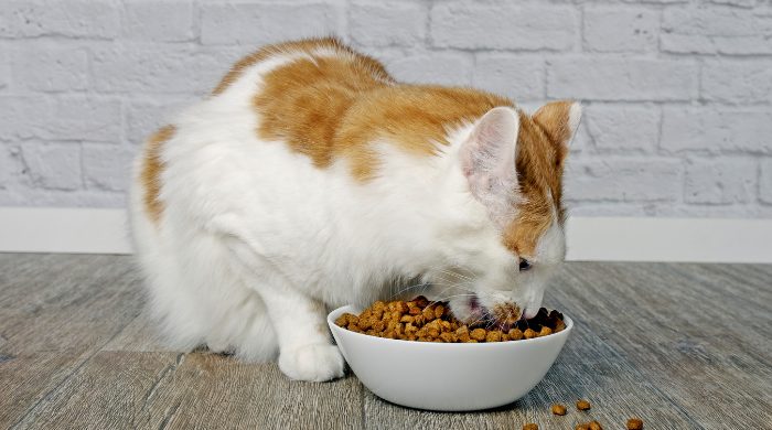 Nachteile von Trockenfutte