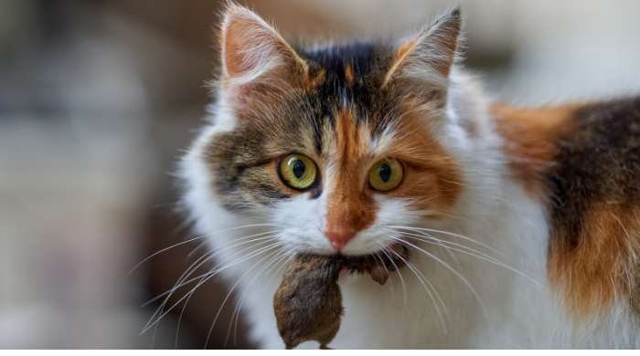 Was fressen Katzen in der Natur?