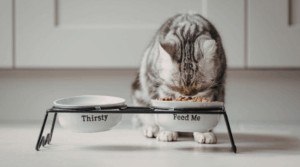 Was essen Katzen? Der komplette Ernährungsleitfaden