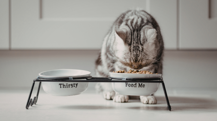 Was essen Katzen? Der komplette Ernährungsleitfaden