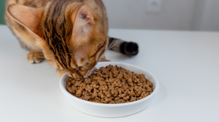 Was tun, wenn die Katze nur Trockenfutter frisst