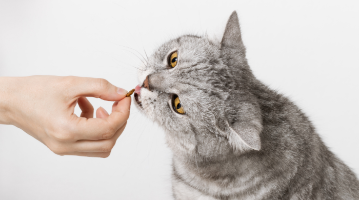 Wenn die Katze Nassfutter verweigert