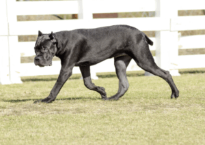 Schwarzer Cane Corso läuft seitlich über eine Wiese vor weißem Holzzaun