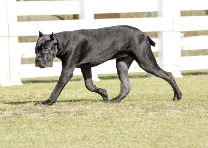 Schwarzer Cane Corso läuft seitlich über eine Wiese vor weißem Holzzaun