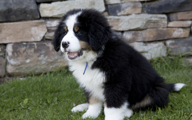 Berner Sennenhund Welpe sitzt auf grünem Rasen vor Steinmauer
