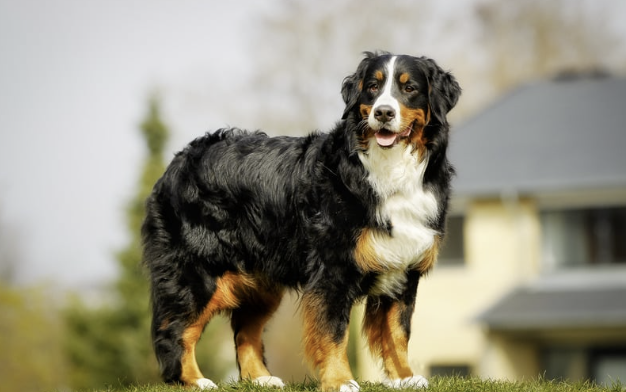 Ausgewachsener Berner Sennenhund steht auf einer Wiese vor Haus