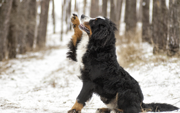 Berner Sennenhund sitzt im verschneiten Wald und hebt spielerisch eine Pfote