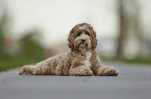 Brauner Labradoodle mit lockigem Fell liegt entspannt auf einer Straße