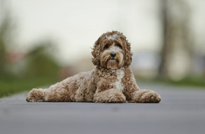 Brauner Labradoodle mit lockigem Fell liegt entspannt auf einer Straße