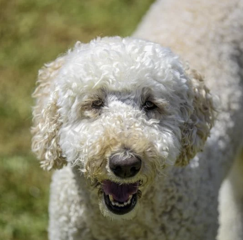 Heller Labradoodle mit lockigem Fell schaut freundlich in die Kamera