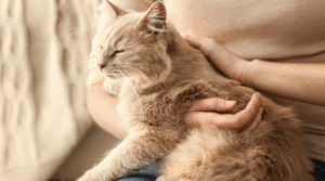 Ist deine Katze ruhiger als sonst? Verdauungsprobleme können die Ursache sein.