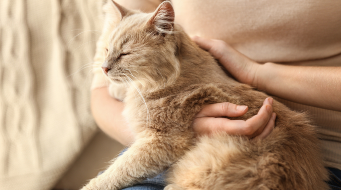 Ist deine Katze ruhiger als sonst? Verdauungsprobleme können die Ursache sein.
