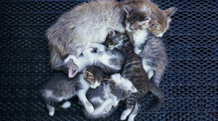 Katzenfutter nach Alter: die Fütterungshäufigkeit sinkt von Kitten zu Adult zu Senior