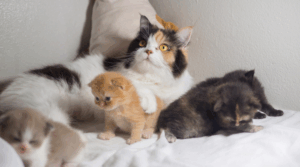 Katzenfutter nach Alter – Kitten, Adult und Senior