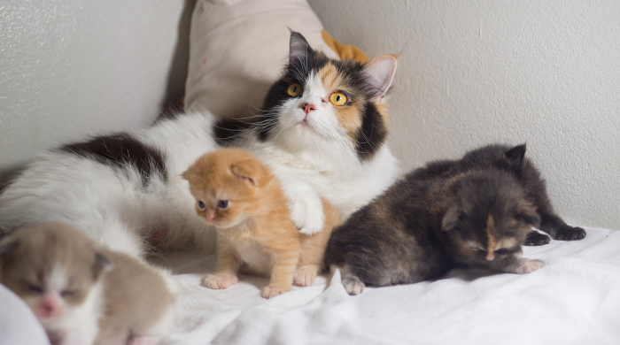 Katzenfutter nach Alter – Kitten, Adult und Senior