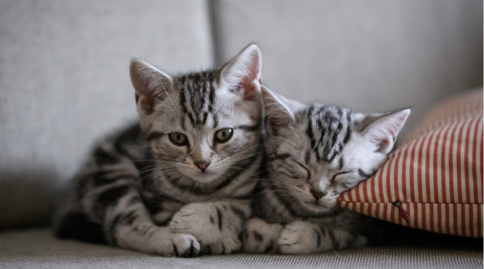 Katzenfutter nach Alter: Kitten haben den höchsten Energiebedarf ihres Lebens