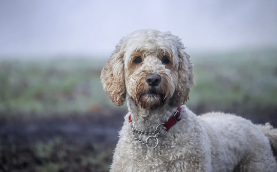 Heller Labradoodle mit lockigem Fell und rotem Halsband im Freien