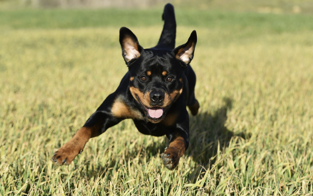 Rottweiler Porträt mit aufmerksamem Blick neben einer Person