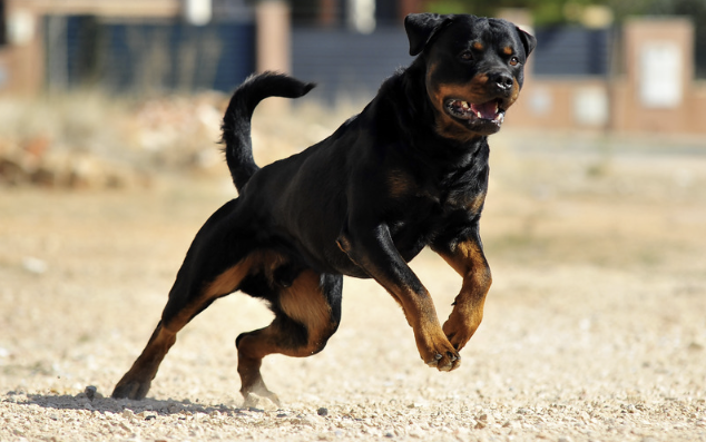 Rottweiler läuft dynamisch über Schotterboden im Freien