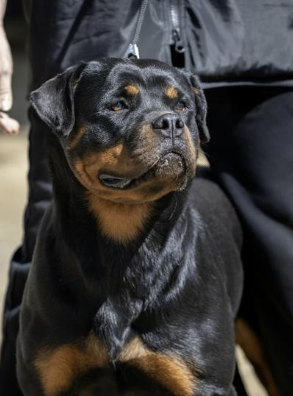 Rottweiler steht ruhig und aufmerksam im Freien