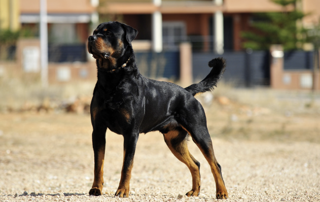 Rottweiler steht aufmerksam mit erhobenem Kopf im Freien