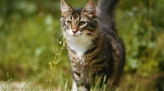 Getigerte Katze mit weißer Brust läuft aufmerksam durch hohes Gras