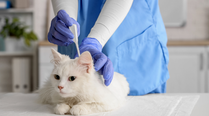 Tierärztin mit blauen Handschuhen nimmt bei einer weißen Katze eine Probe mit einem Tupfer