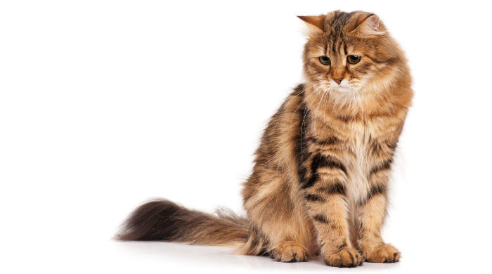 Katze auf sauberem Katzenklo – eine saubere und ruhige Toilette beugt Verstopfung vor