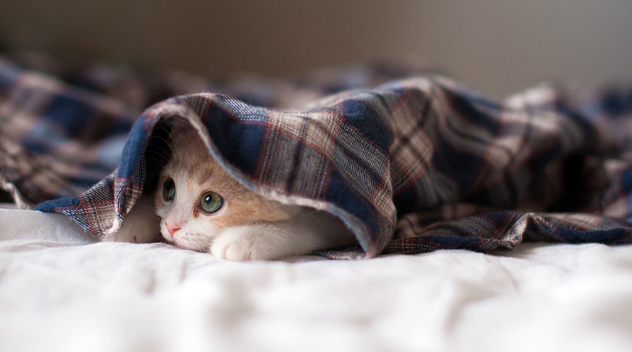 Abgeschlagene Katze mit Verstopfung liegt flach auf dem Boden