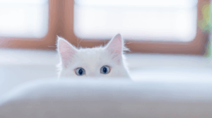 Verstopfung bei Katzen