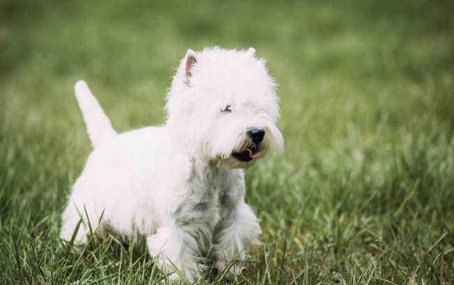 West Highland White Terrier steht aufmerksam im hohen Gras, leicht herausgestreckte Zunge, neugieriger Seitenblick