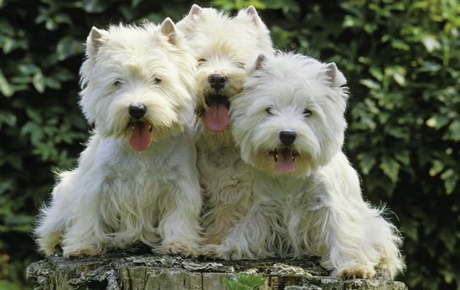 Drei West Highland White Terrier sitzen nebeneinander auf einem Baumstumpf und hecheln nach dem Spielen