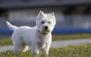 usgewachsener West Highland White Terrier mit rotem Halsband steht aufmerksam auf einem hellen Weg