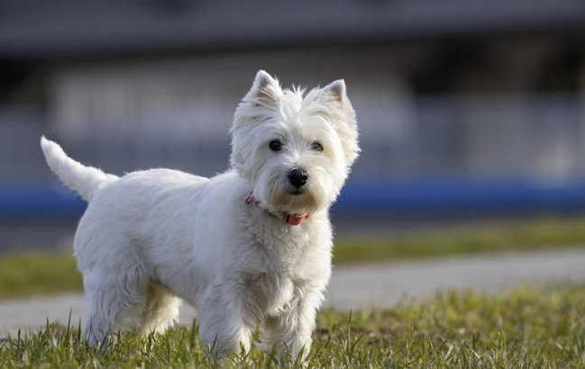 usgewachsener West Highland White Terrier mit rotem Halsband steht aufmerksam auf einem hellen Weg