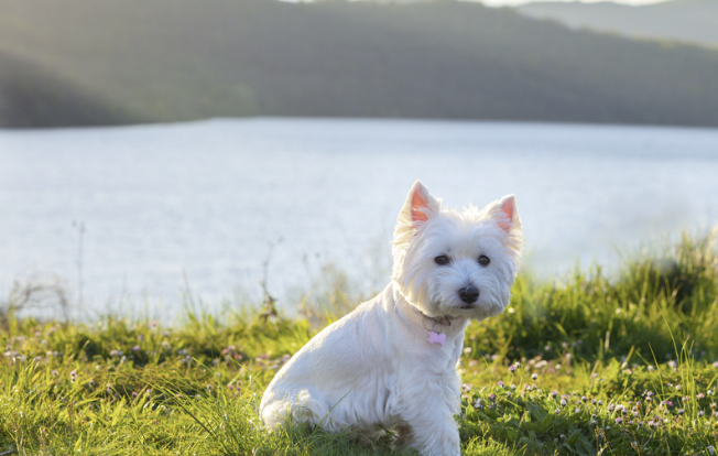 West Highland White Terrier sitzt im Gras am Ufer eines ruhigen Sees im warmen Abendlicht