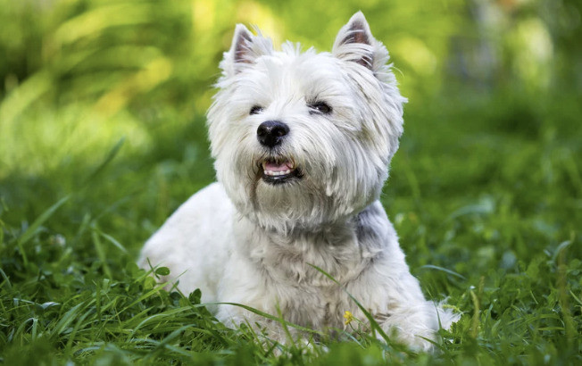 Westie liegt entspannt im Gras, Ohren aufgerichtet, Maul leicht geöffnet
