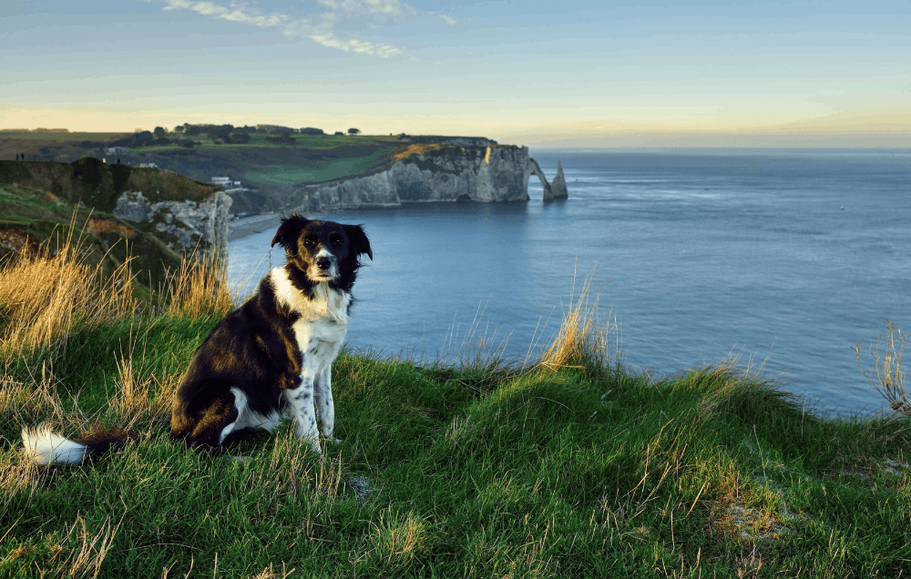 Hund am Meer – Naturverbundenheit