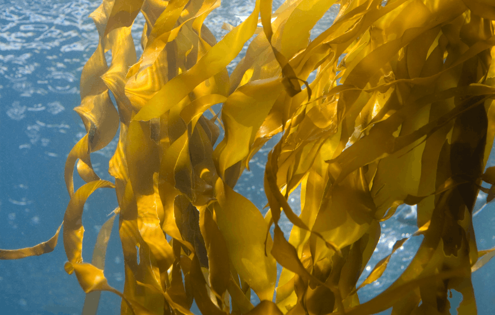 Die Kelp-Alge – natürliche Mikronährstoffquelle aus dem Atlantik