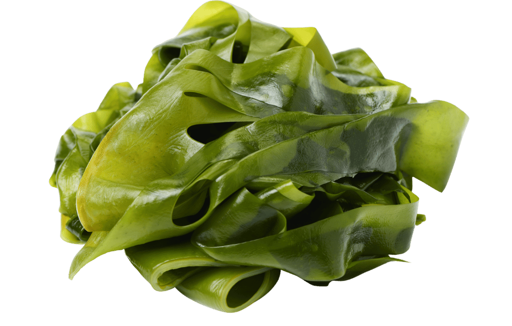 Frische Kelp-Alge – ursprüngliche Pflanzenkraft