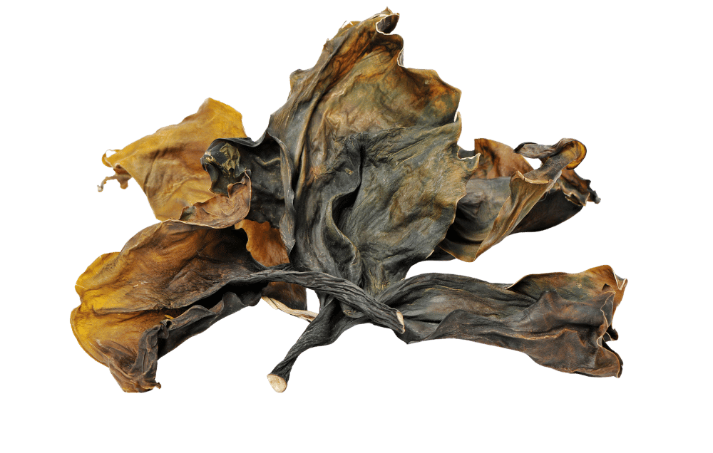 Getrocknete Kelp-Alge in natürlicher Form