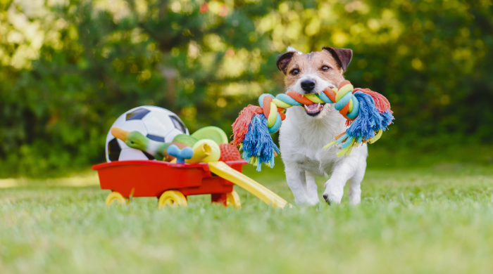 Hund beim Spielen. das Spiel steigert den Energiebedarf.