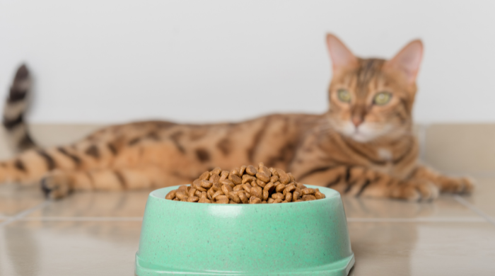 Katze beim Fressen: Ob die Portion passt, zeigen Gewicht und Körperform über mehrere Wochen