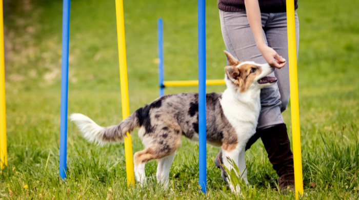 Der Energiebedarf beim Hund steigt beim Hundetraining