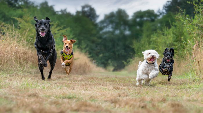 Energiebedarf beim Hund