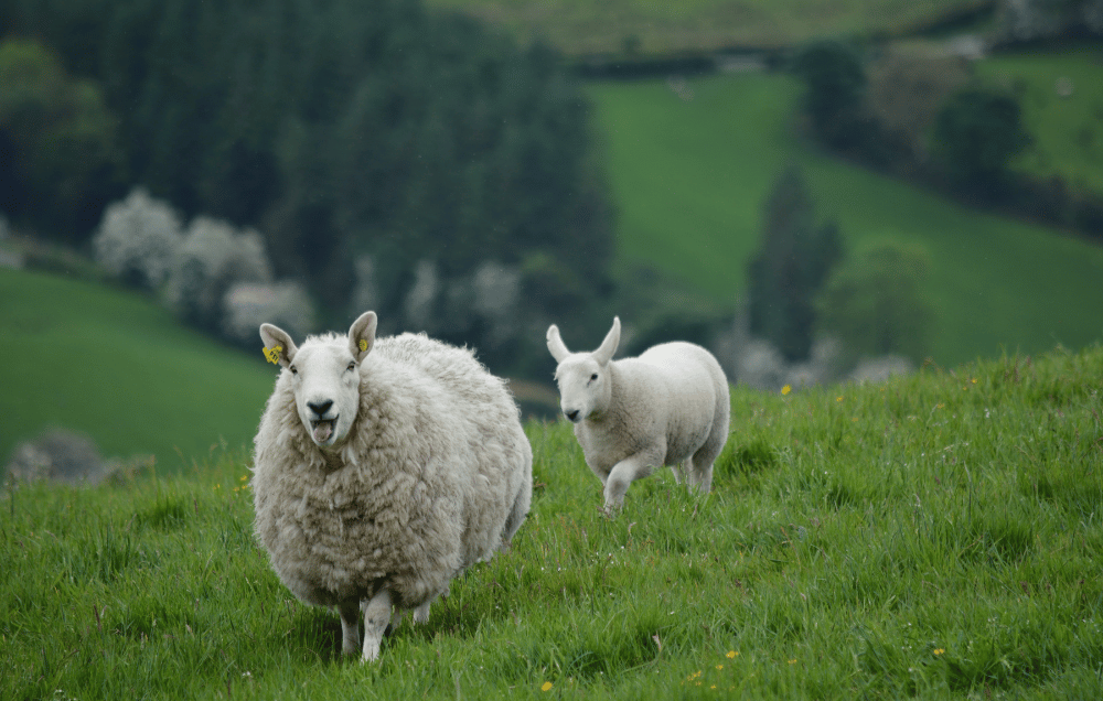 Mutterschaf mit Lamm auf irischer Weide