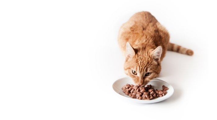 Katzen sind Fleischfresser, das sollte sich auch in ihrer Ernährung widerspiegeln