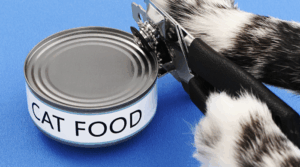 Alles über Katzen Ernährung